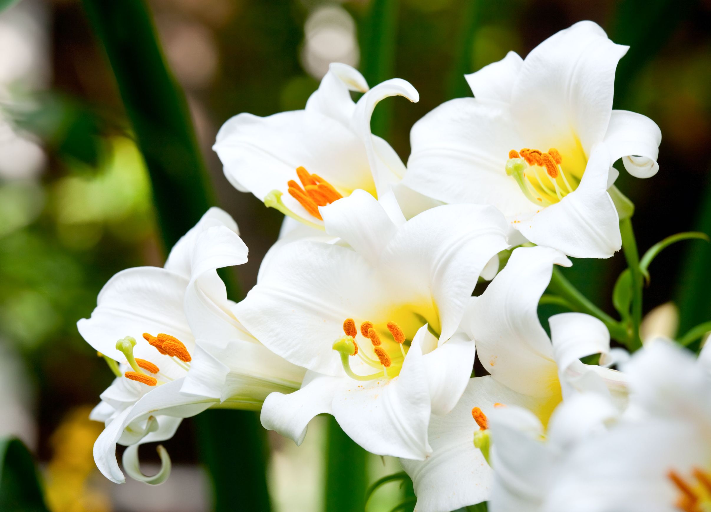 5235635 - white easter lily flowers in a garden, shallow dof