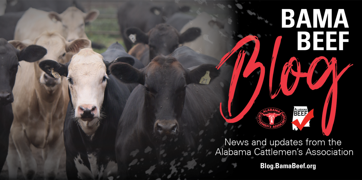 Bama Beef Blog Weekly Update | May 12, 2021